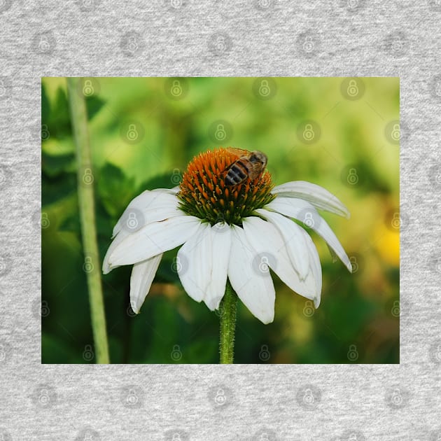 Echinacea Purpurea with Bee by jojobob